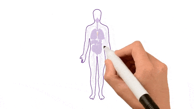 animated video of internal organs